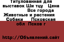 Титулованная для выставок Ши-тцу › Цена ­ 100 000 - Все города Животные и растения » Собаки   . Псковская обл.,Псков г.